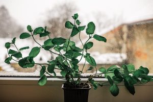 Plantinspiratie: 5 favoriete kamerplanten