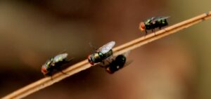 Frisse lucht zonder insecten dankzij een plissé hordeur