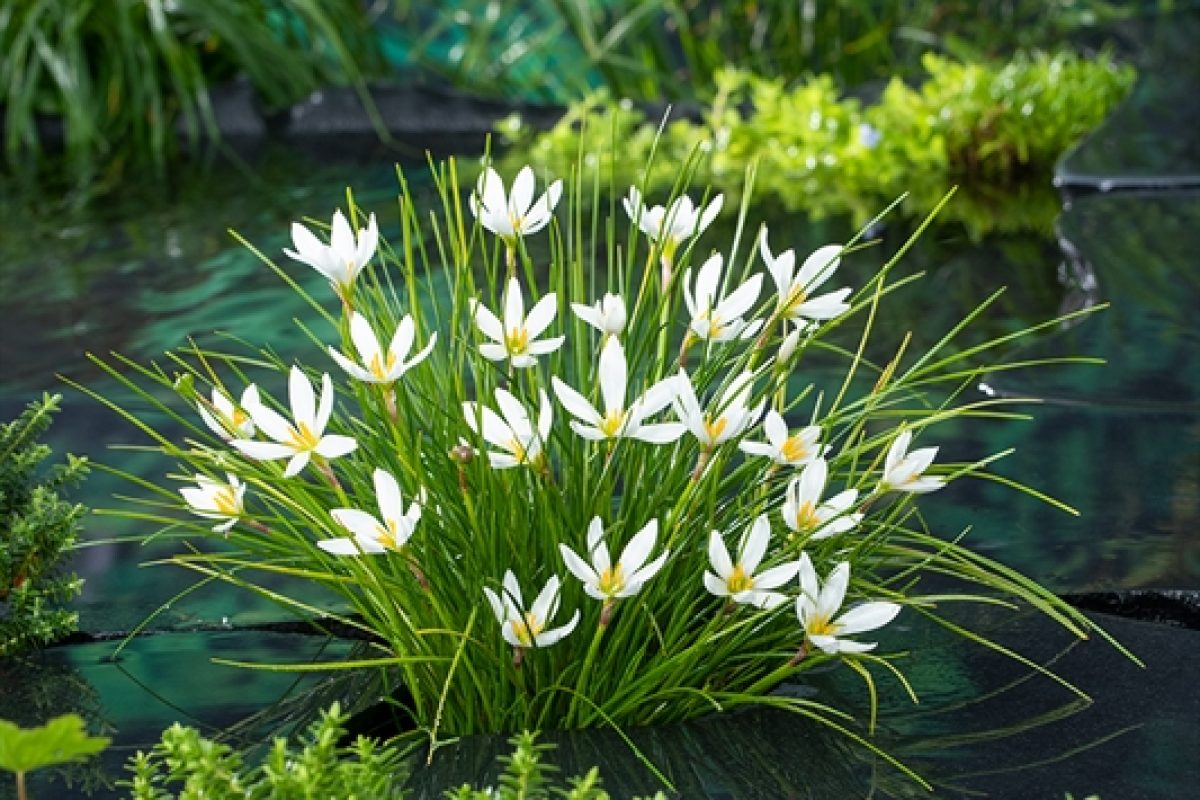 planten voor je vijfer