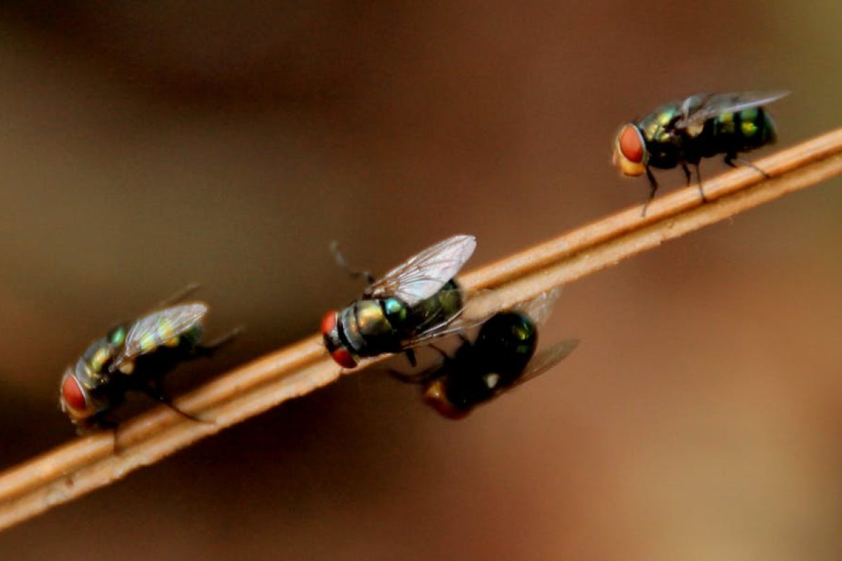 Frisse lucht zonder insecten dankzij een plissé hordeur